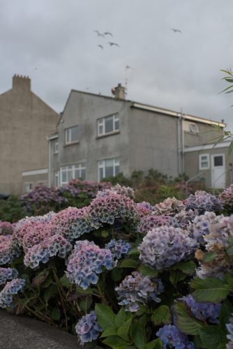 PORTRUSH-GIANTS-CAUSEWAY-119