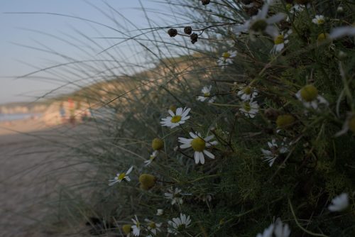 PORTRUSH-GIANTS-CAUSEWAY-34